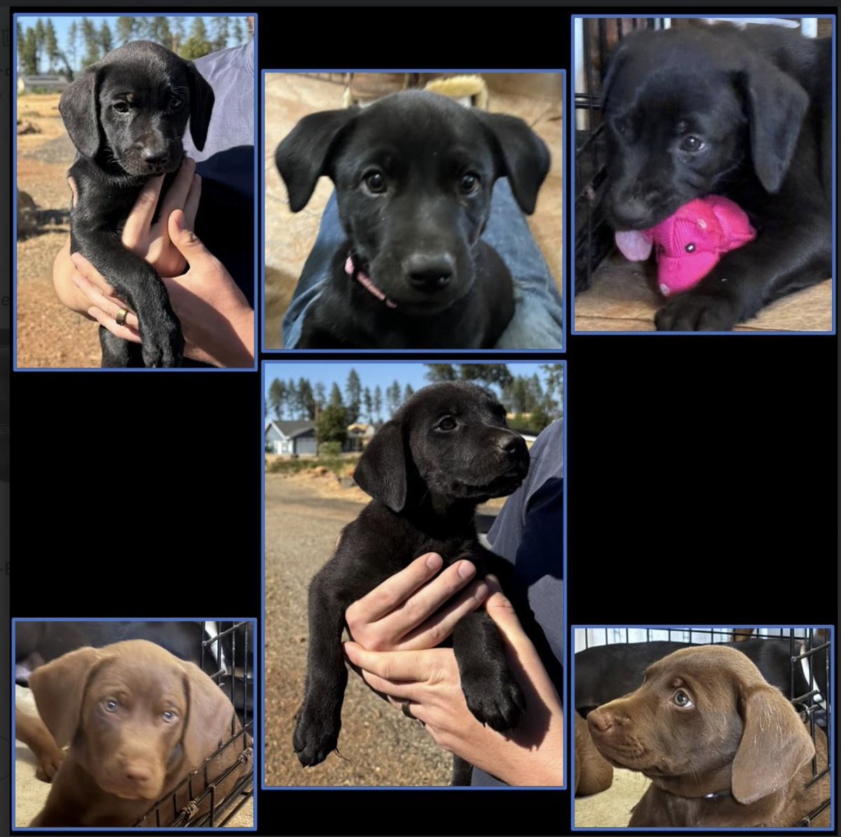 GG_Lab_Rescue's tweet image. Labs Available: 10-week-old Lab mix puppies &quot;Adoption Pending&quot; #goodgirl #goodboy