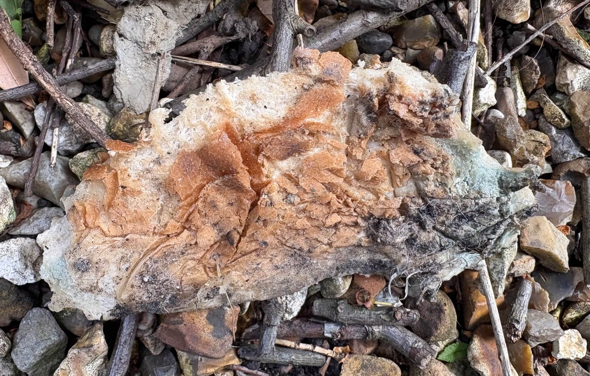 TippedOverTheEdge tweet media