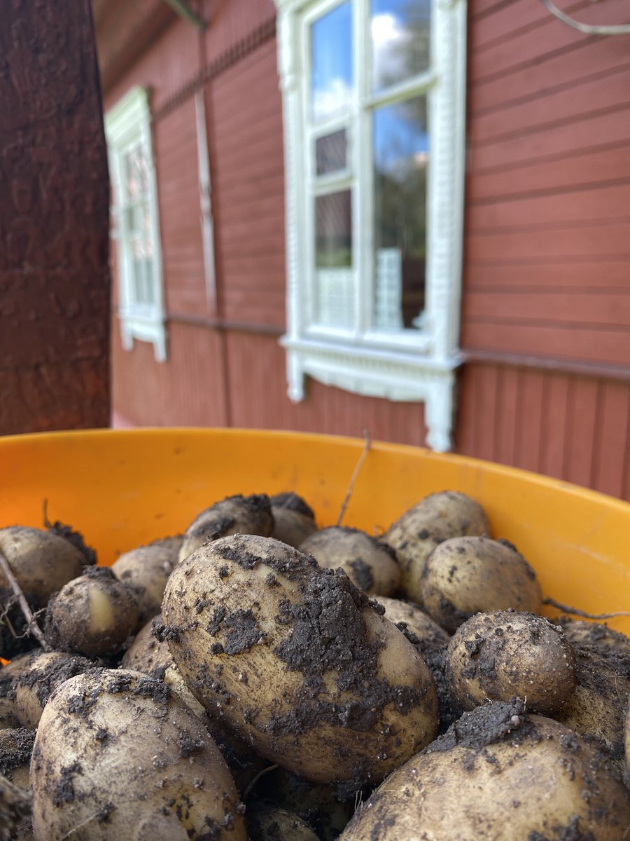 De oogst van dit seizoen hier in Moskou is binnen: op ongeveer twee vierkante meter een hele emmer vol met lekkere kleine aardappeltjes.