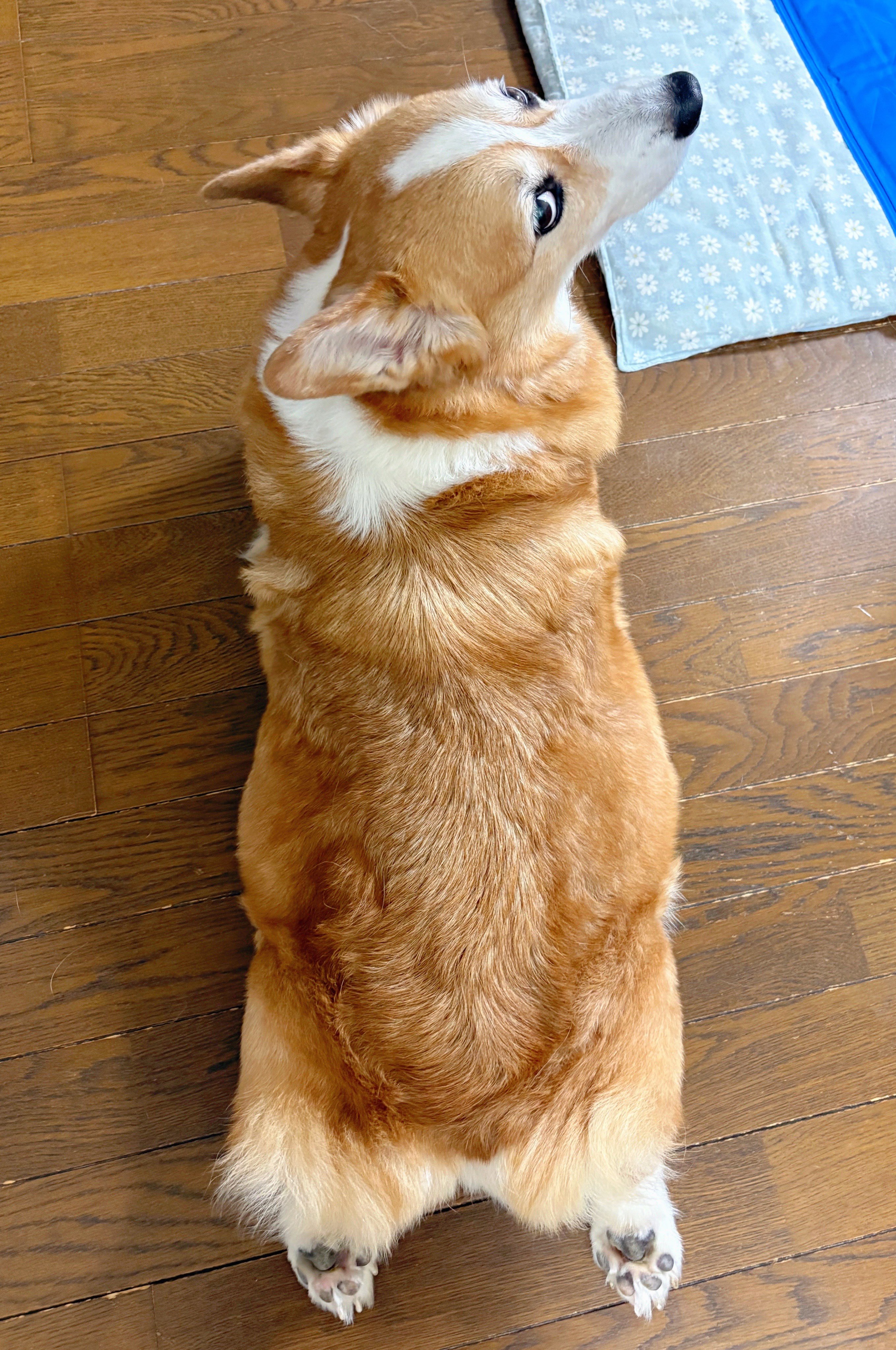 CORGI コーギー　 100周年　フライトコレクション　ライト兄弟 CORGI コーギー 1/32 100周年 限定 フライトコレクション ライト