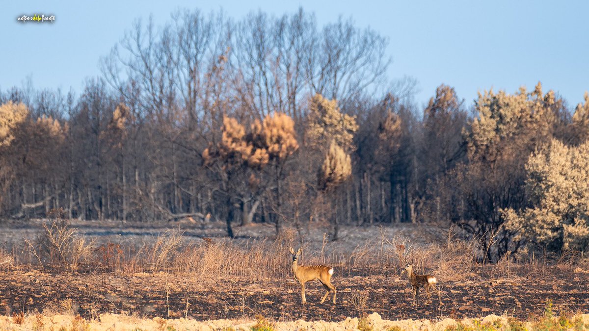 Volver a comenzar…