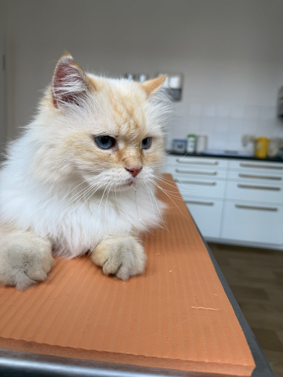 veterinastya's tweet image. школьница-иностранка уже три месяца подкармливает кошку на улице и принесла сегодня, потому что увидела у нее рану на ухе, все подлечили, обработали от паразитов, будет искать хозяев

чип есть, но ни в одной базе не зарегистрирован 🫩

ребенок не знал, что препараты платные, я…