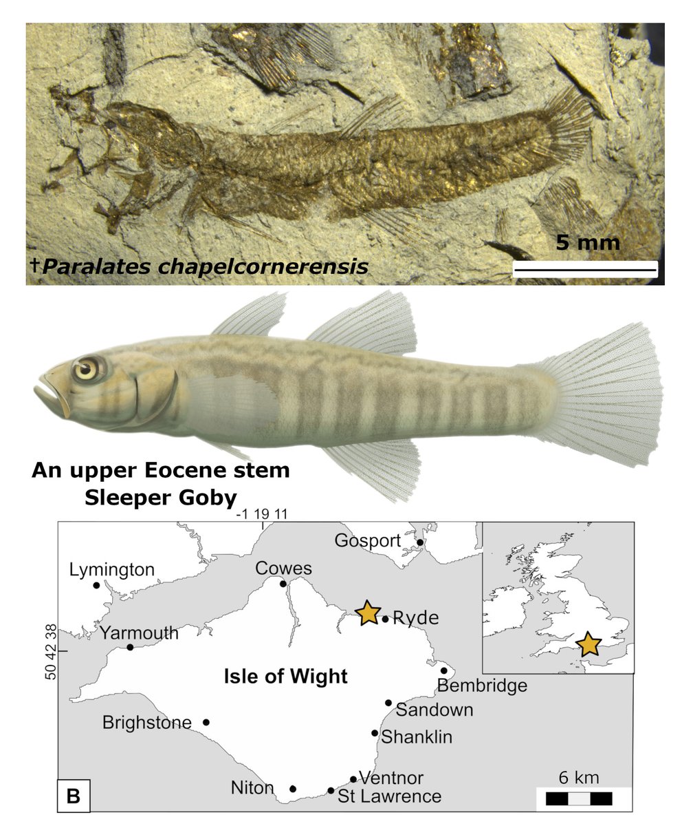 The PalAss tweet media