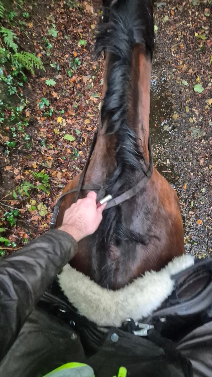 ToltlyEquine's tweet photo. Fresh rain plummeted down as we trailed blazed through the ford, ducked under branches with leaves heavily laden with freshly fallen rain, and then had an exhilarating canter up the steep hill with the refreshing rain blowing in our faces. https://t.co/fbcp8x6pD3