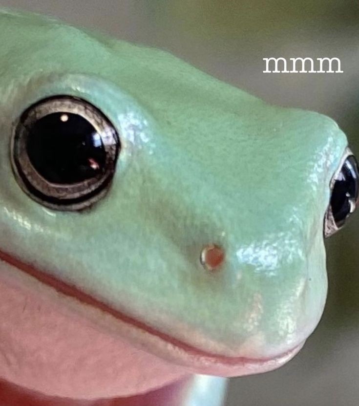 No Context Frogs (@nocontextfrogs) on Twitter photo 