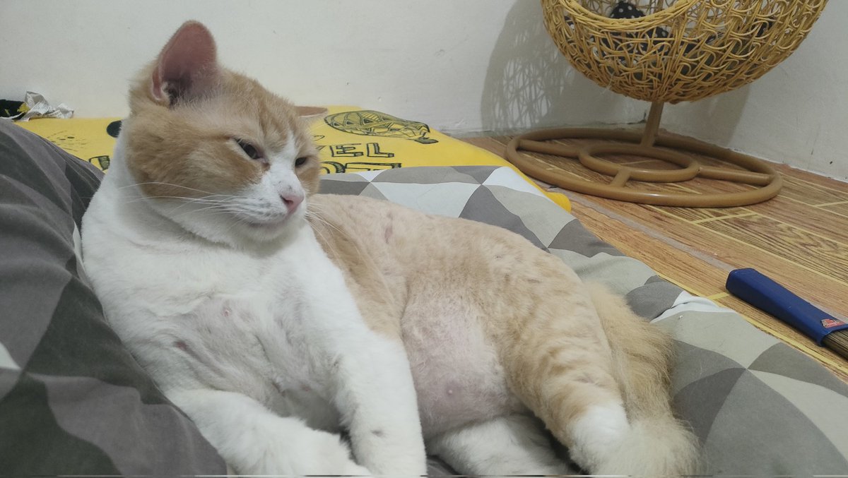 cisithecat's tweet image. cuti kerja cuma buat antar anak2 cutting n grooming. Sesuatu banget yawww.