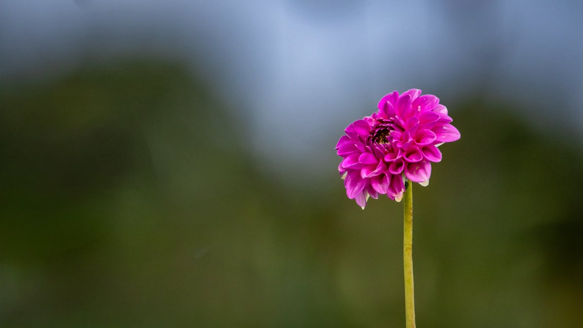 Einsamkeit... 🌸

📷 #FlowerPhotography #flowers #photography #nature