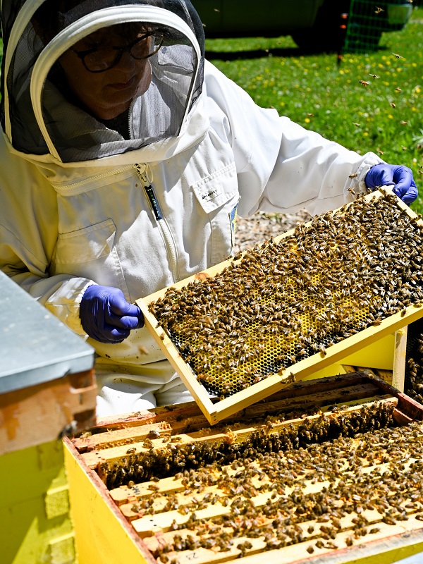 🐝 Étudiez-vous la santé des pollinisateurs ? Le Centre national de diagnostic des abeilles de <a href="/NWP_AB/">Northwestern Polytechnic</a> est un labo dédié à des abeilles. De la détection des parasites à la formation, il soutient les chercheur.euse.s grâce à des outils de pointe 🔗 bit.ly/3JvfviR