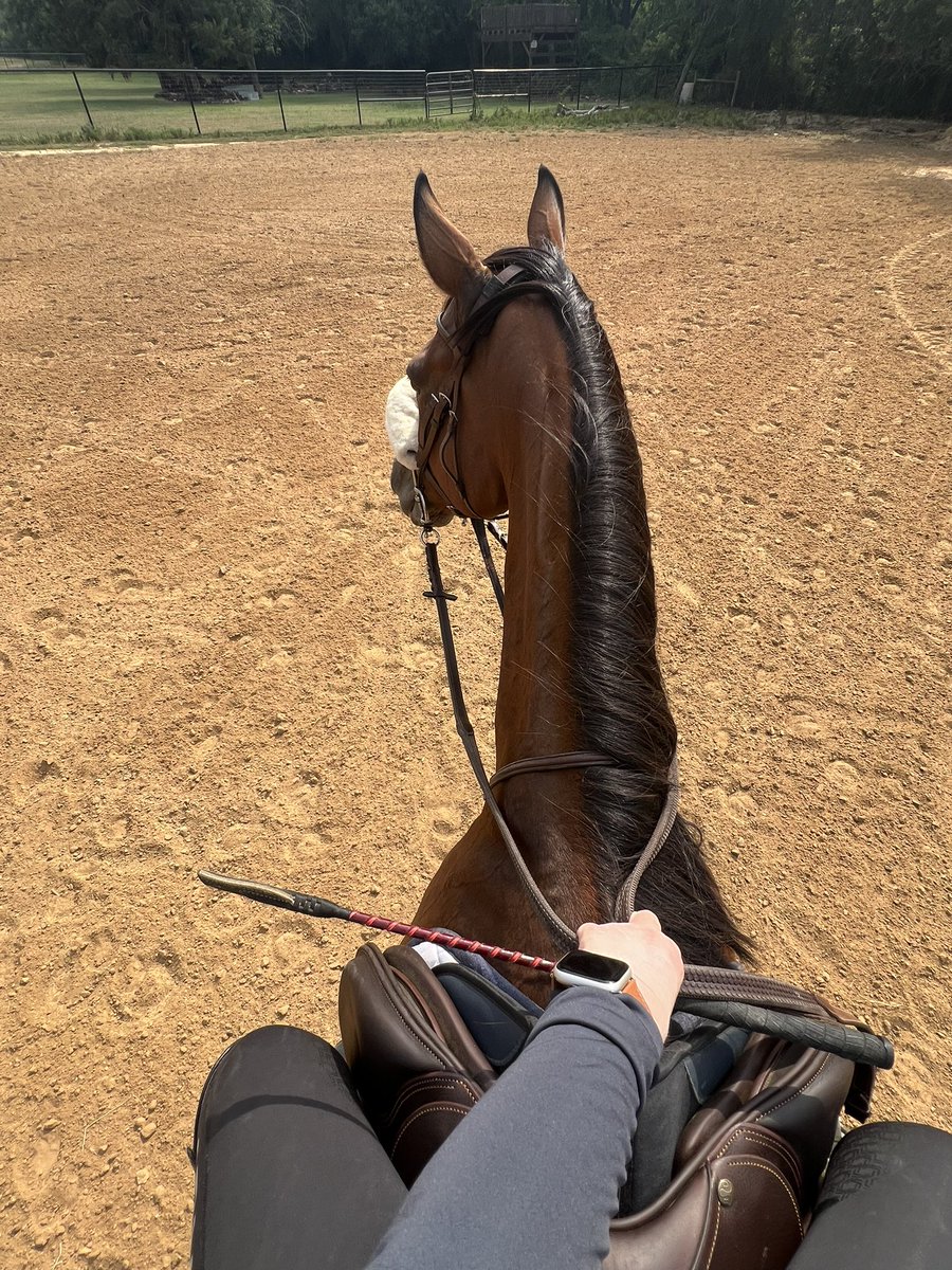 August afternoon ride.. How lucky are we to have this amazing weather🏇🏻