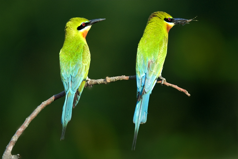 birdtripper's tweet photo. Birding Goa https://t.co/KPPkGs5nOG see Bee-eaters, sunbirds, pittas and much more.  #bird  #birding #birdphotography #India @IndiaToday https://t.co/NtJC4dLI8B