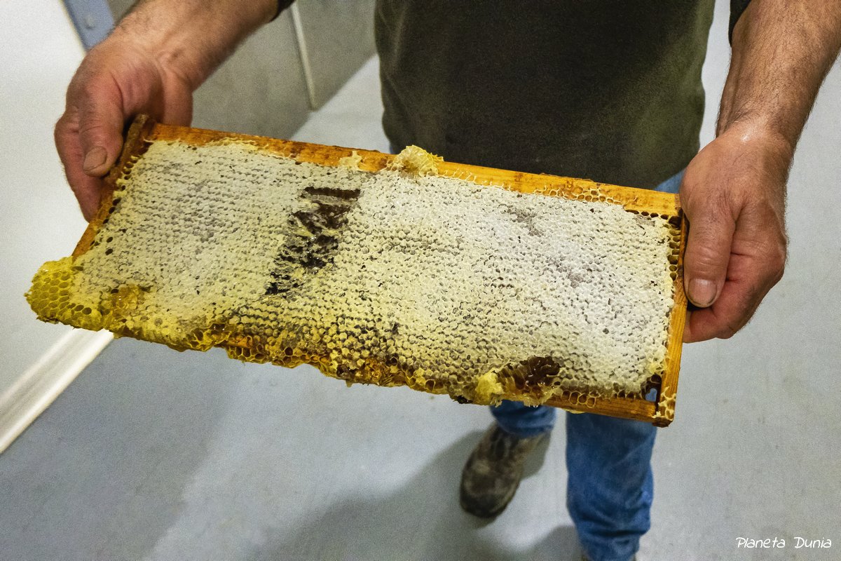 PlanetaDunia's tweet photo. 🍯Nunca pensé que visitaría un museo dedicado a la apicultura y al fascinante mundo de las abejas de la mano de una familia que lleva tres generaciones viviendo de la miel.
🐝Descubre cómo es "La Ciudad de las Abejas" https://t.co/uyxLRKWMFf #pyrenees31 #TourismeHG #Génos https://t.co/BAKjAeq6kr