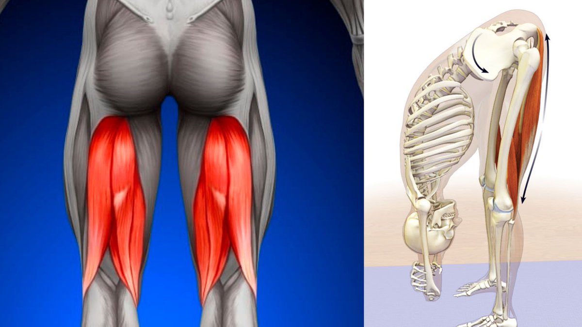 If your hamstrings always feel tight and you keep stretching them…

…you might actually be making the problem worse.

Here’s why - and what to do instead 🧵