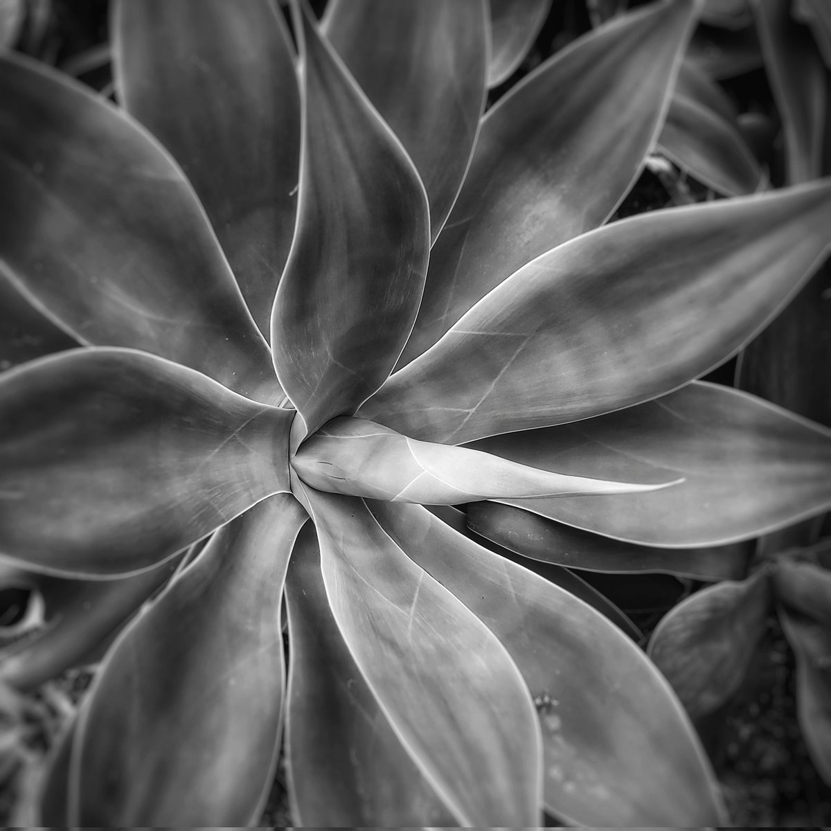 ClarkMail's tweet image. ©️ Roy Powers Clark 2025
#NaturePhotography  #succulent #plant