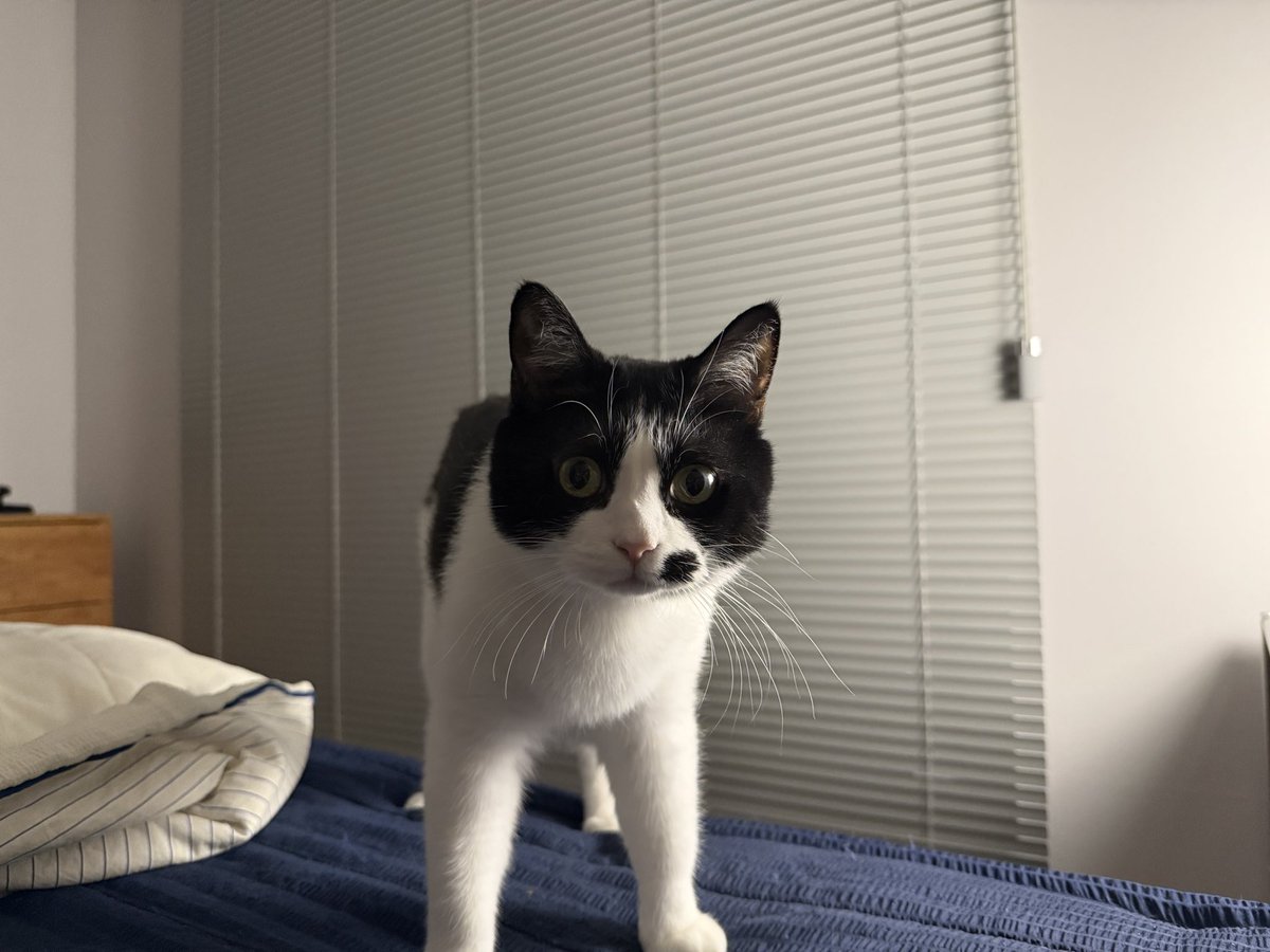 호재 침대에 올라올 때 마다 “이몸 등장!” 하는 느낌으로 항상 늠름하게 척 올라옴