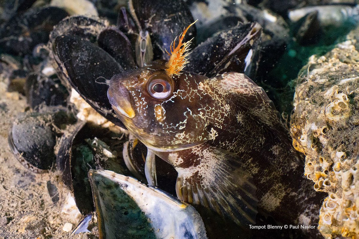 We're taking legal action to stop 100,000 tonnes of sediment being dumped in Beachy Head West Marine Conservation Zone every year for the next 10 years. This should not be allowed in a protected area. 

sussexwildlifetrust.org.uk/news/sussex-wi…  #StopDumpingOnOurReef