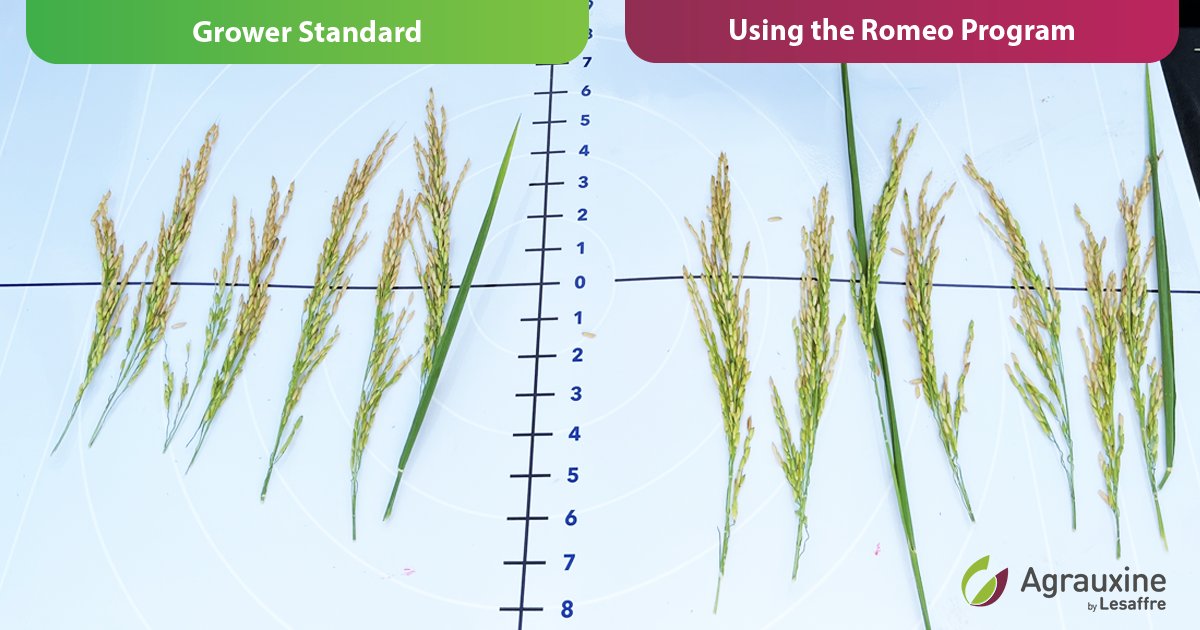 Agrauxine - North America (@agrauxinena) on Twitter photo See the Difference with Romeo! πΎ Rice grown with the Romeo program vs. the grower standard? The results speak for themselves.
π Learn more: ow.ly/zqeT50Wqyte See the Difference with Romeo! πΎ Rice grown with the Romeo program vs. the grower standard? The results speak for themselves.
π Learn more: ow.ly/zqeT50Wqyte