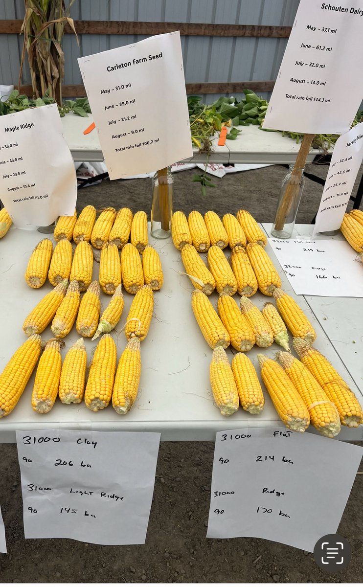 phhermans's tweet photo. We always talk about how critical rainfall is for corn pollination. Realizing different soil types however two sites with different rain in July means big variability differences in a region yield wise. #ontag #WeatherNerd @PioneerSeedsCA #SameHybrid https://t.co/ryg2VgEddN