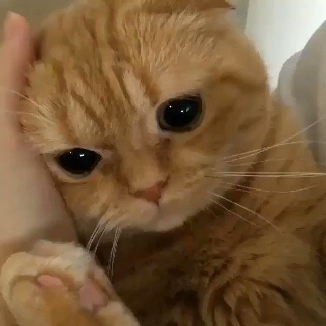 dengerin Now Forever kepala ku ini langsung ngebayangin nyanyi bareng di konser 😔

4 DAYS TO LOVE PULSE
LOVE PULSE TRACK SPOILER
#PulseRacingForTREASURE
#LOVEPULSE #TREASURE 
<a href="/treasuremembers/">TREASURE</a>