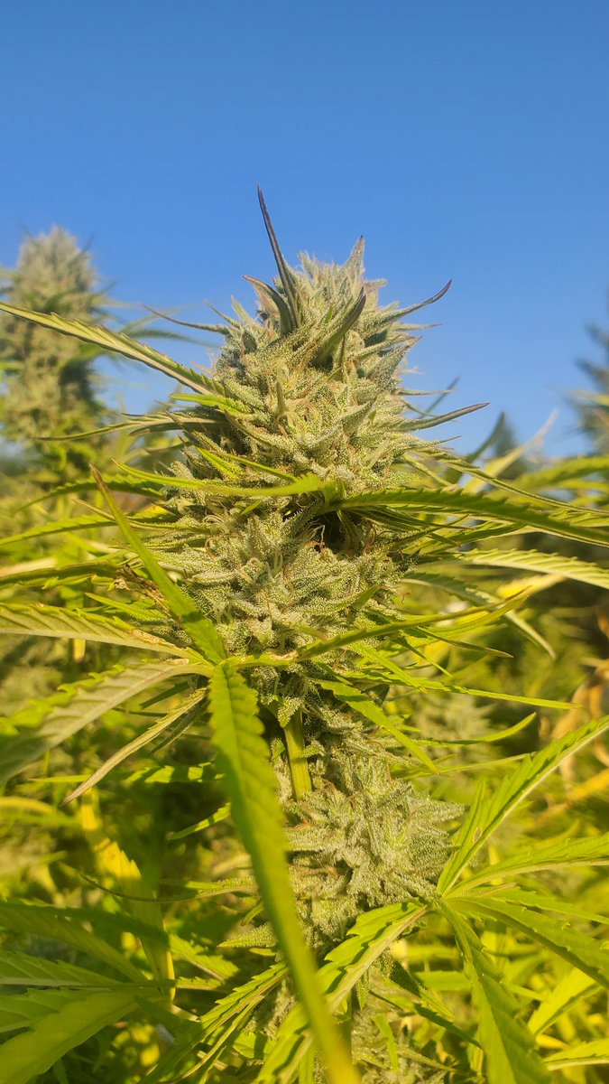 Good morning. <a href="/WeatherdIslands/">Weathered Islands Craft Cannabis</a>