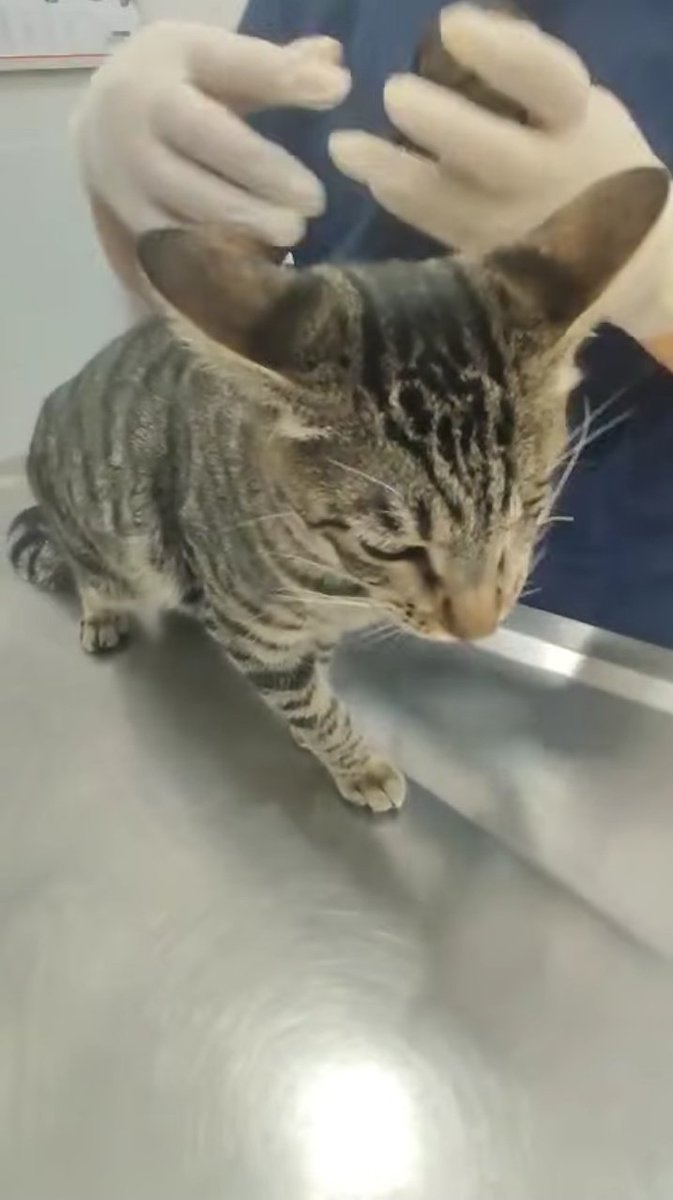 Passports ready for Iris, Poppy and Lucy for their travel tonight xx thanks to so much to Olga for coming to Baku to be their flight buddy 🥳
We still have a fundraiser running for their final export documents… to make sure they do get on board
facebook.com/share/p/15T4A1…