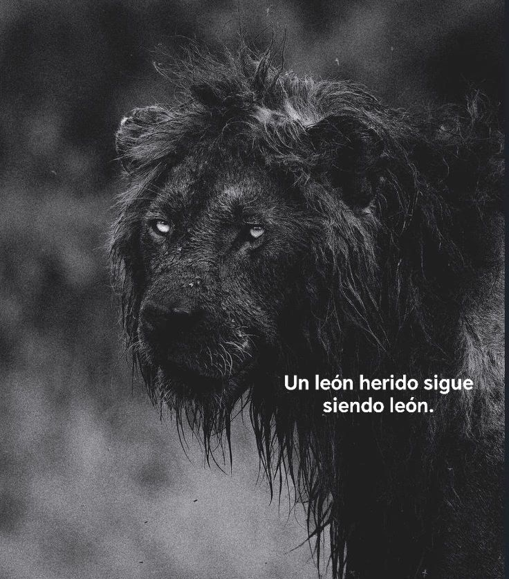 Bandidosfrases's tweet image. 