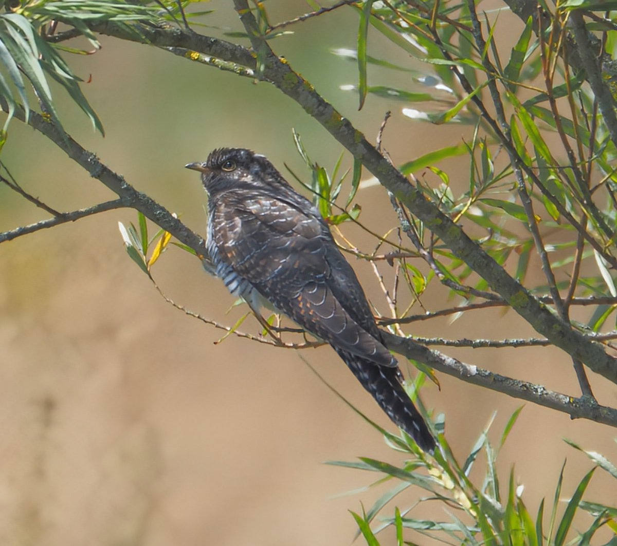 Thanks to Colin Green for sharing this great photo of a juvenile Cuckoo taken on the reserve earlier this week. Spotted on the river bank so perhaps this one was raised by Reed Warblers.