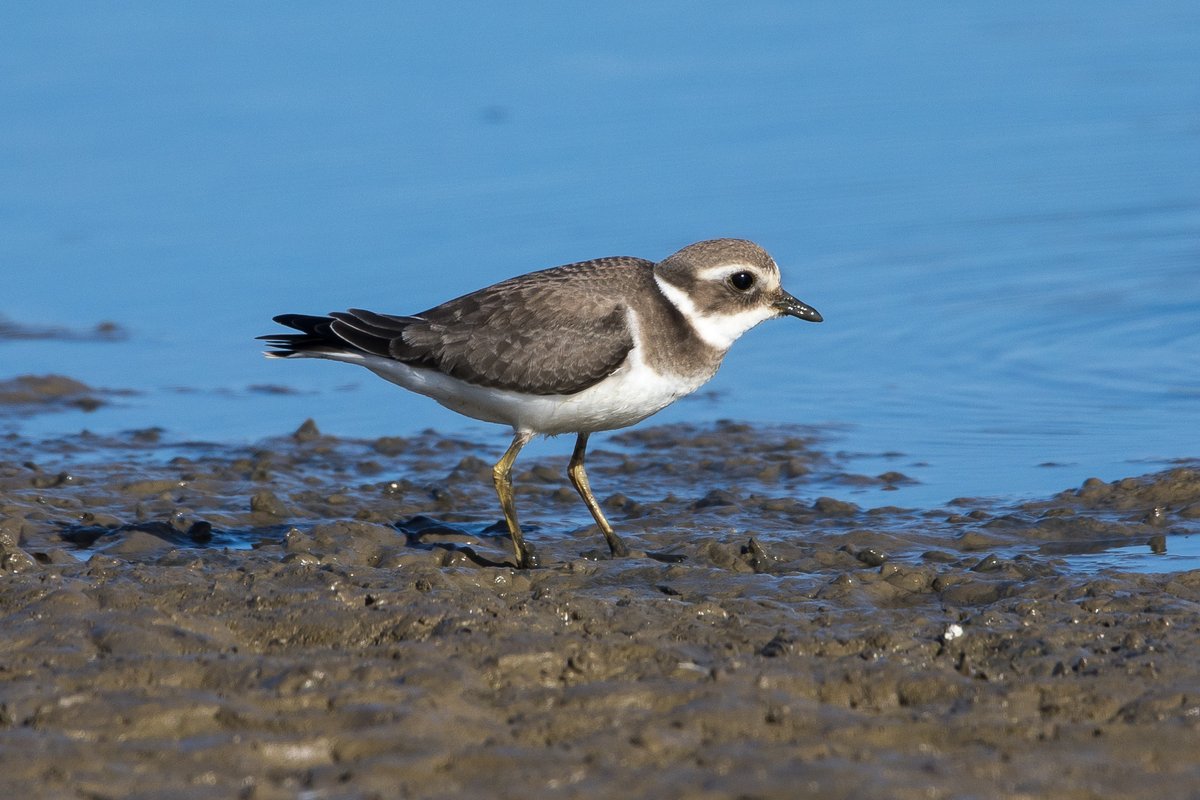 IanB πΊπ¦ (@488ianb) on Twitter photo A great early session at <a href="/RSPBFrampton/">RSPB Frampton Marsh π</a> with βοΈMerlin, 2 Little Stints, Jv Ringed Plover (shown) also jv Little Ringed Plover, Spotshank, Marsh Harrier et al. A great early session at <a href="/RSPBFrampton/">RSPB Frampton Marsh π</a> with βοΈMerlin, 2 Little Stints, Jv Ringed Plover (shown) also jv Little Ringed Plover, Spotshank, Marsh Harrier et al.