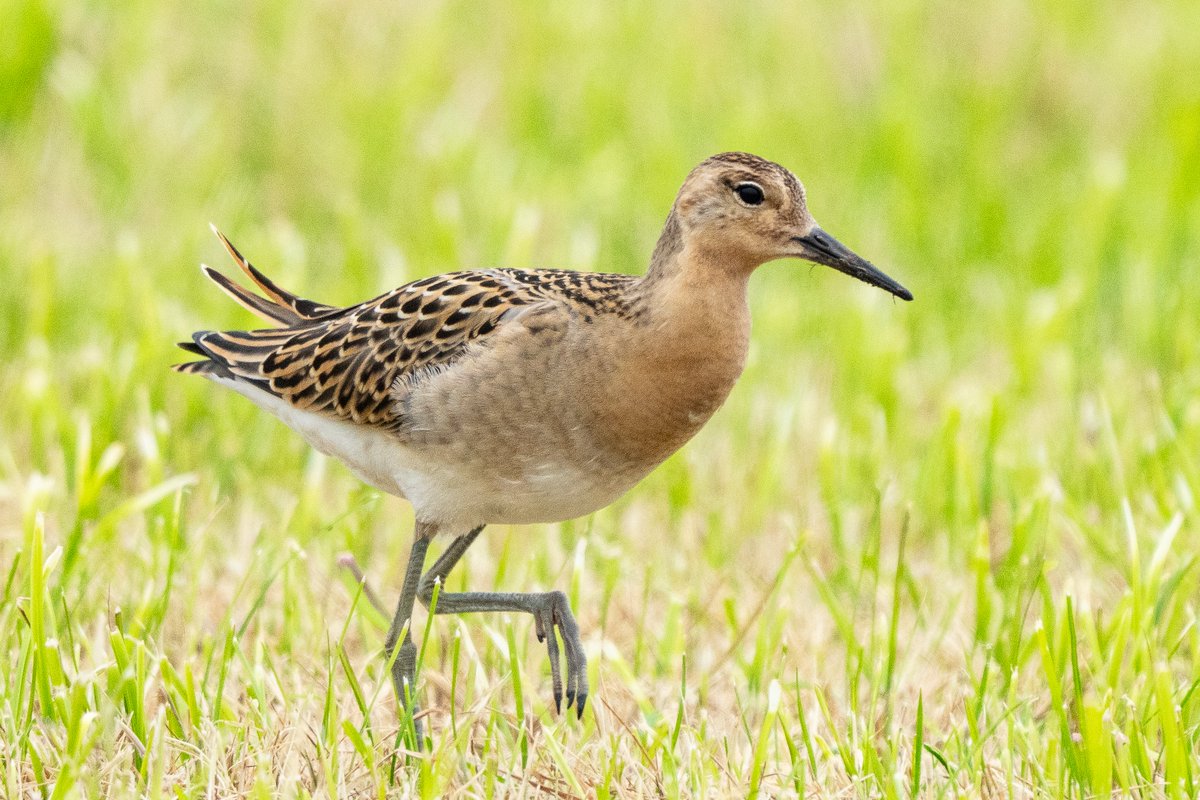 3 more Ruff today, this time in the cut field at Aith