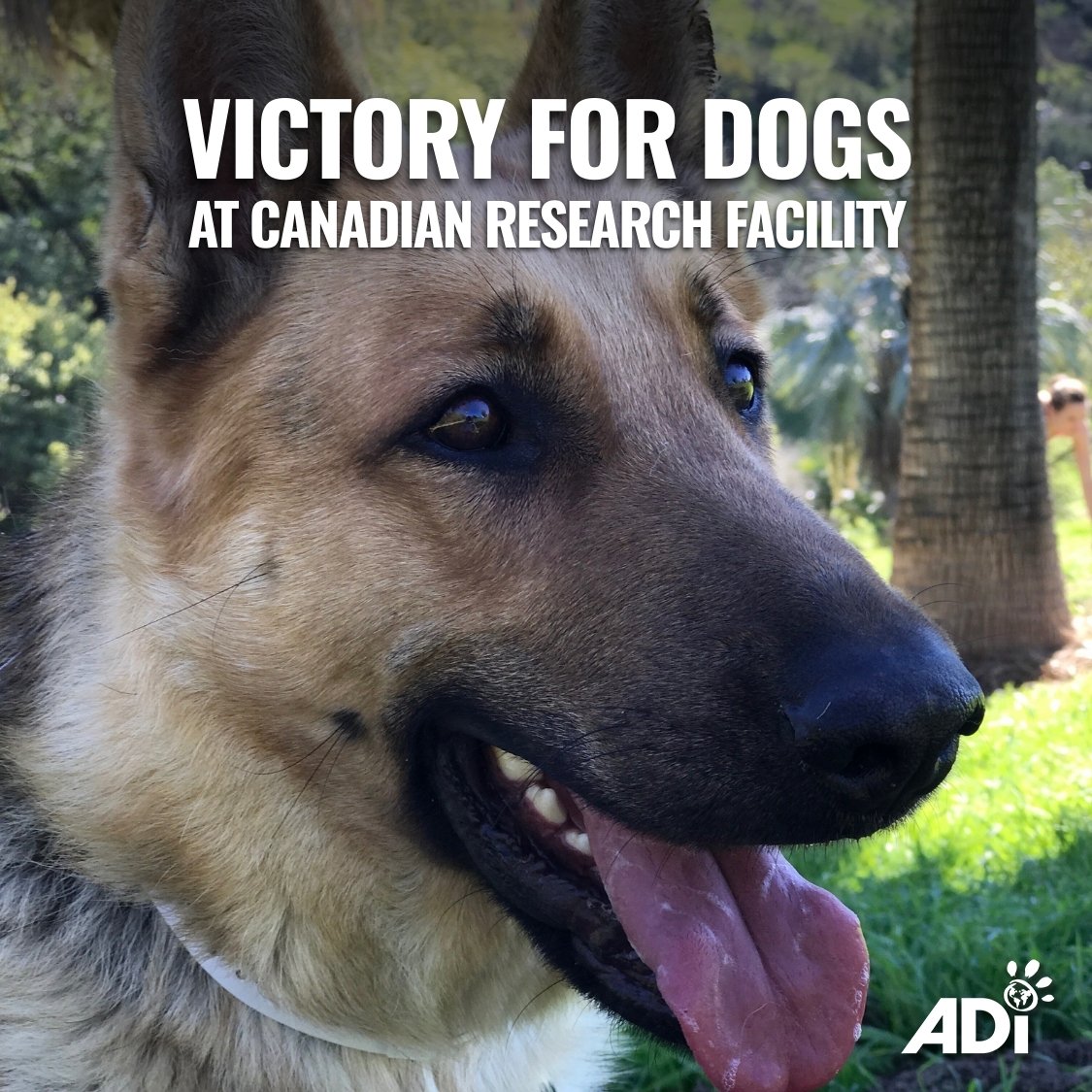 AnimalDefenders's tweet image. A POSITIVE STEP FOR DOGS IN CANADA. After growing outrage, Lawson Research Institute in Ontario is ending its use of puppies in cardiac research. Urge them to rehome the surviving dogs to loving families. #EndAnimalTesting
📞 +1 (519) 646-6005
📨 LawsonResearch@sjhc.london.on.ca