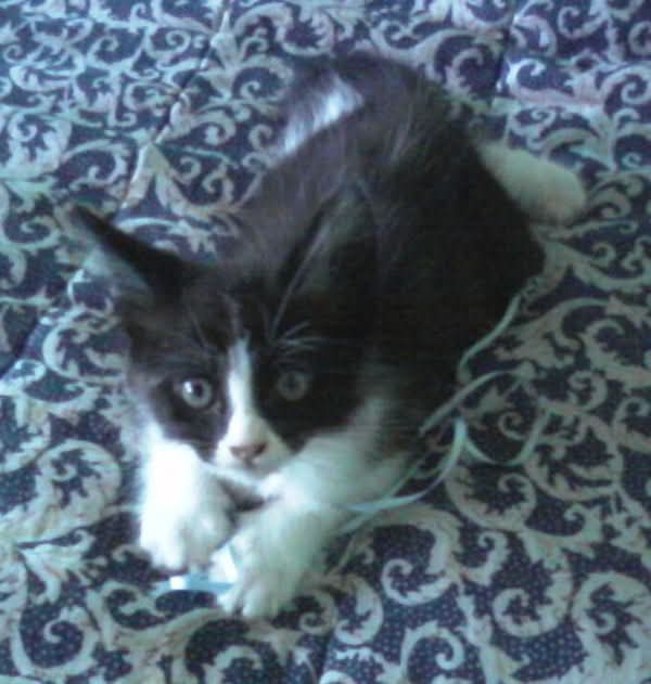 nati_cn's tweet photo. Mi gato Feli de 17 años está con muchos problemas de salud, lo que me implicó gastos en veterinario, placas y punciones. Voy a vender focaccias para afrontar los gastos que quedan porque está imposible.
Soy de Palomar, Zona Oeste pero ando en CABA también.
¿Me ayudan con RT? https://t.co/UBISYNlZHM