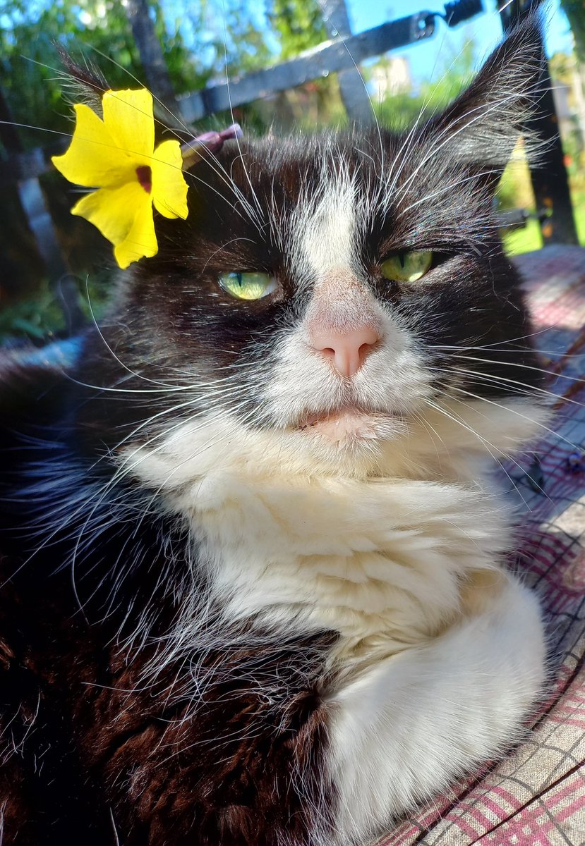 nati_cn's tweet photo. Mi gato Feli de 17 años está con muchos problemas de salud, lo que me implicó gastos en veterinario, placas y punciones. Voy a vender focaccias para afrontar los gastos que quedan porque está imposible.
Soy de Palomar, Zona Oeste pero ando en CABA también.
¿Me ayudan con RT? https://t.co/UBISYNlZHM