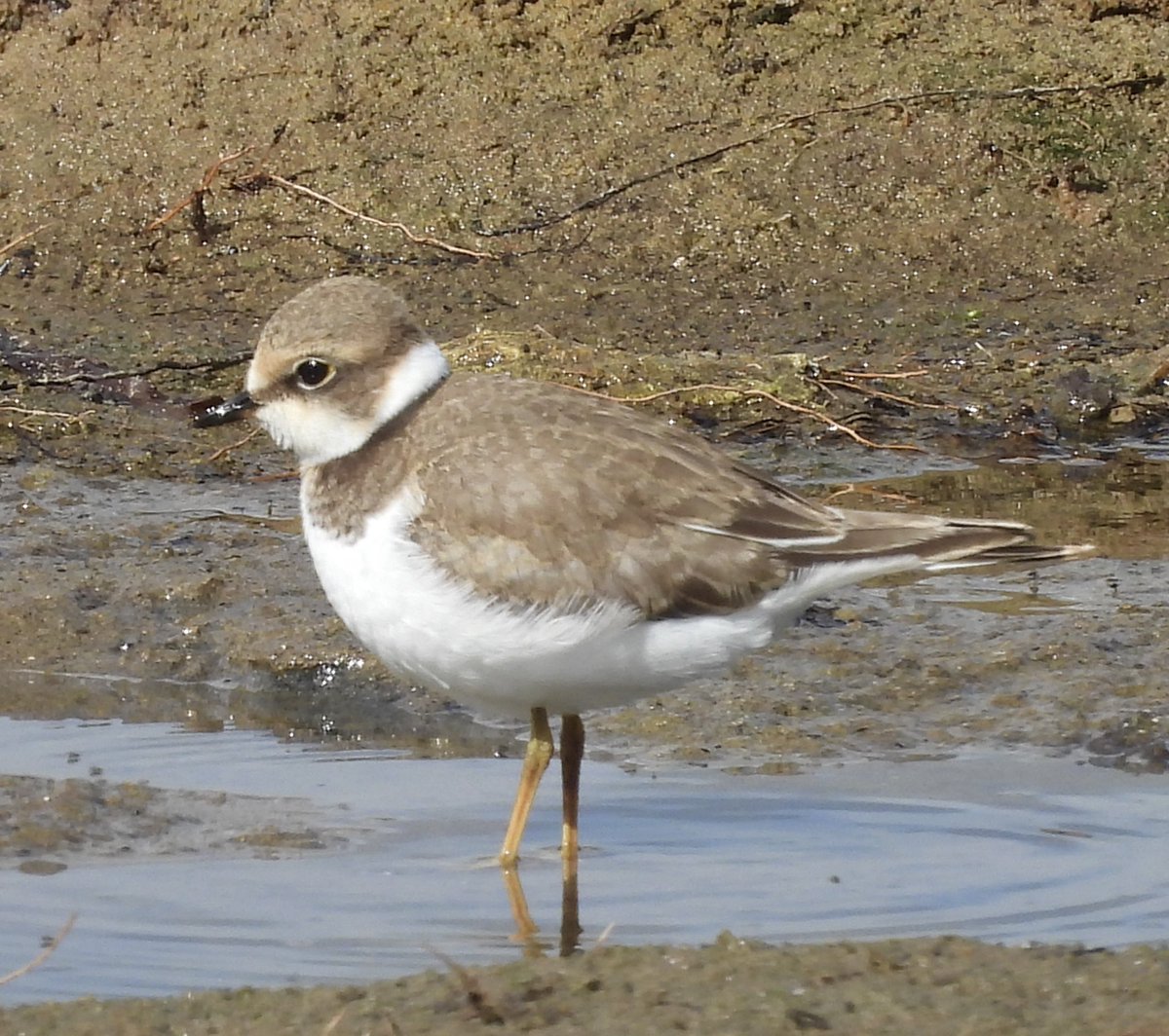 Juvenile Little Ringed Plover at <a href="/NorthWildlife/">Northumberland Wildlife Trust</a> Hauxley, Northumberland today <a href="/NTBirdClub/">Northumberland & Tyneside Bird Club</a> <a href="/_BTO/">BTO</a> <a href="/RSPBbirders/">RSPB Birders</a> <a href="/Natures_Voice/">RSPB</a> <a href="/RSPBEngland/">RSPB England</a>