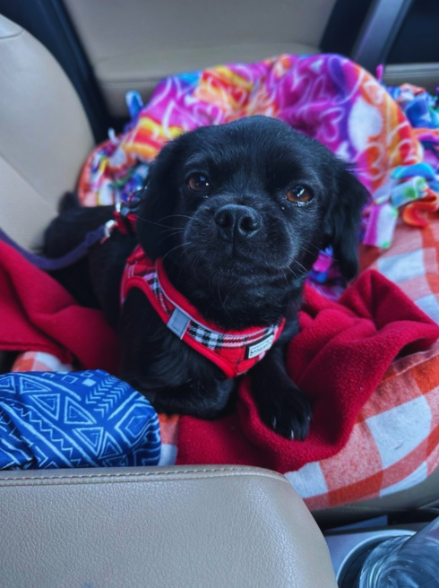 joshcki's tweet image. As many of you know, my dog Koda was diagnosed with IVDD, a degenerative spinal disease that hindered his mobility.

 @synchroninc, a leader in brain-computer interface technology, used their Stentrode device to help him.

 Through a minimally invasive two-hour procedure, the…