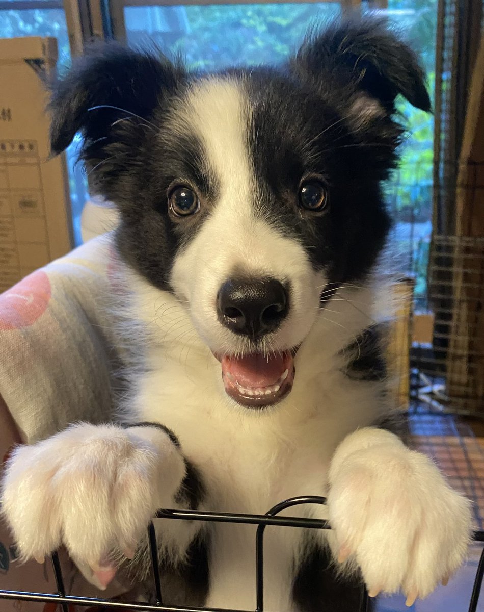 Going to see Freddy and the gang at Halloween horror nights because I LOVE FNAF AWRUUUUF