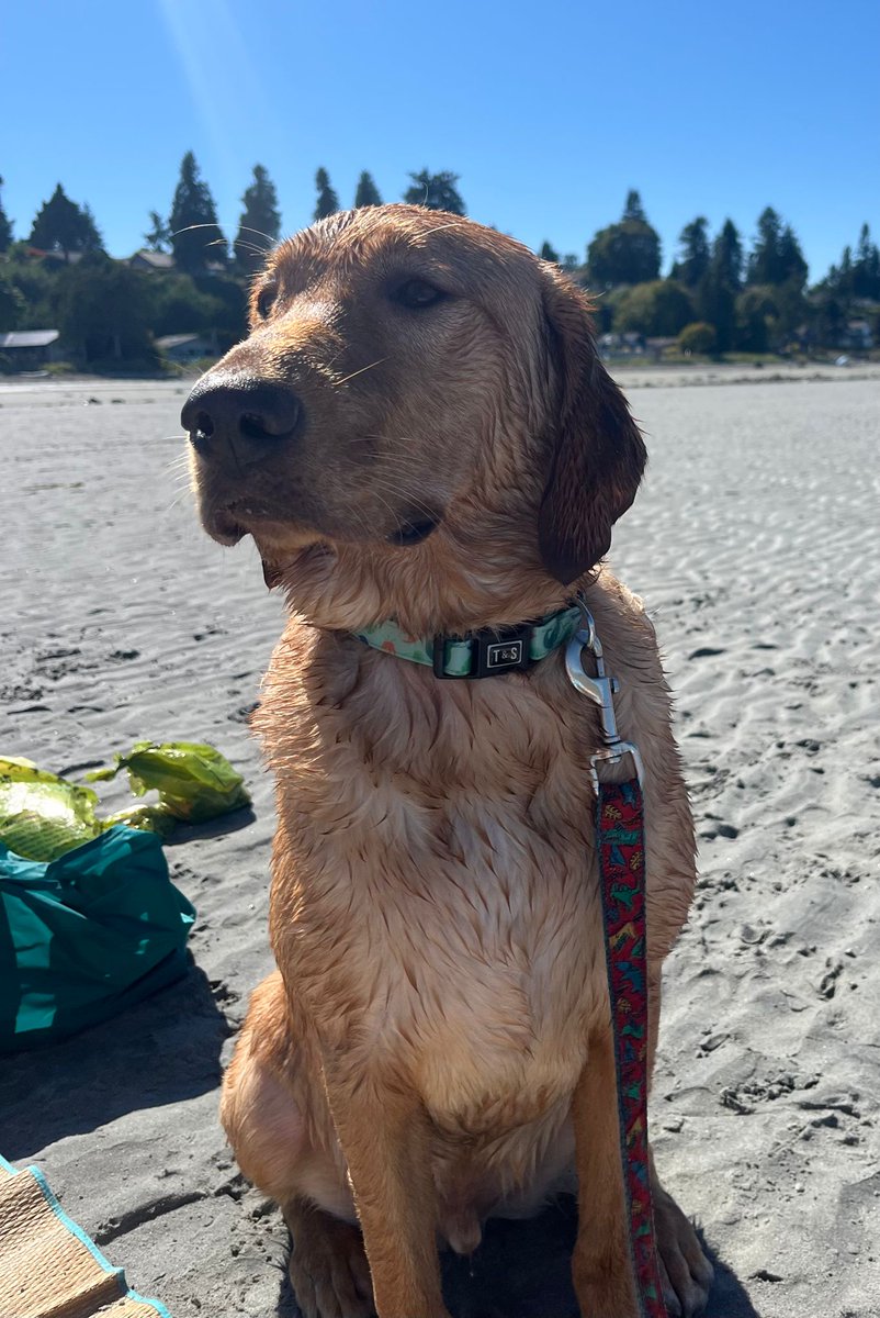 maryanne_pope's tweet image. I had some special visitors this weekend🐾🐾
🐕Luffy, Harleigh and Chey😊

#summerfun #friends #dogs #dogsmakelifebetter #beaches #Qualicum