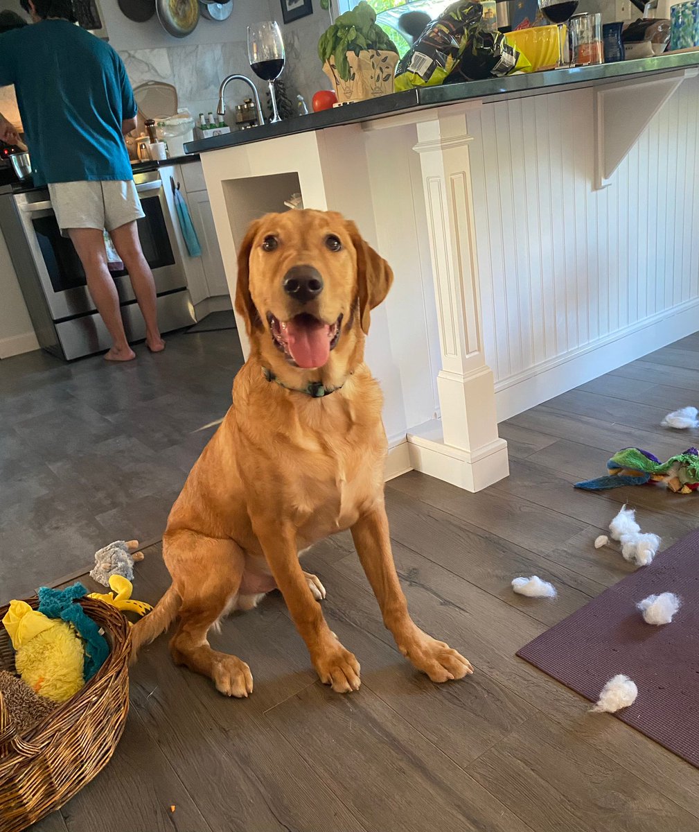 maryanne_pope's tweet image. I had some special visitors this weekend🐾🐾
🐕Luffy, Harleigh and Chey😊

#summerfun #friends #dogs #dogsmakelifebetter #beaches #Qualicum
