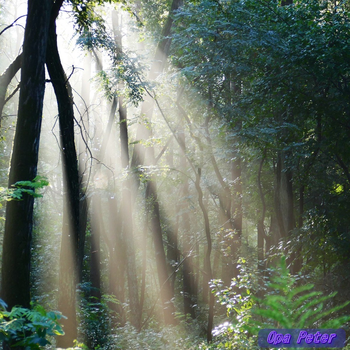 Guten Morgen allerseits!
Habt einen schönen Tag ☀️🍀💖

➡️Noch vor kurzem war allenthalben von Fachkräftemangel zu hören. Nun gibt es Stellenabbau und schlechte Jobaussichten für Studienabsolventen.
 #Merzkannesnicht

Auf geht's, Früh-Runde mit🐕‍🦺Aimy.
#Briesen(Mark) #Oderland