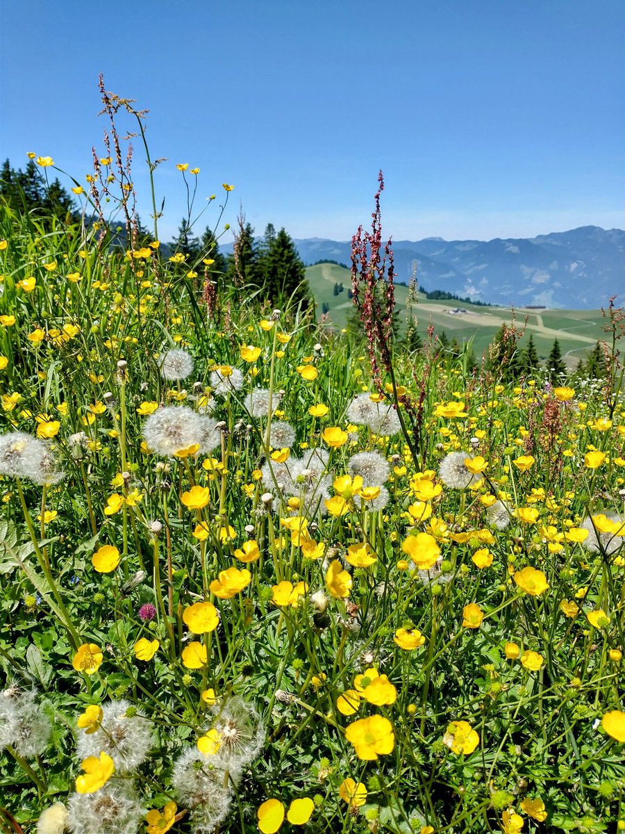 One of the great joys of summer hiking is stumbling upon beautiful fields of wildflowers 🤩