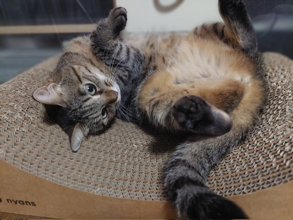 飼い主の手、秒で撤退するやつがこちらw