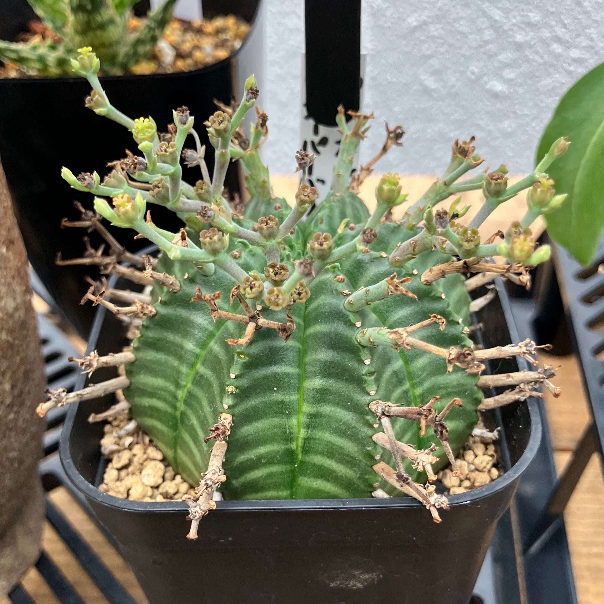 セール中❗️ 御神木に❗️ 長ホリダ　高さ40cm以上　ユーフォルビア 2025年最新】ユーフォルビアの人気アイテム - メルカリ