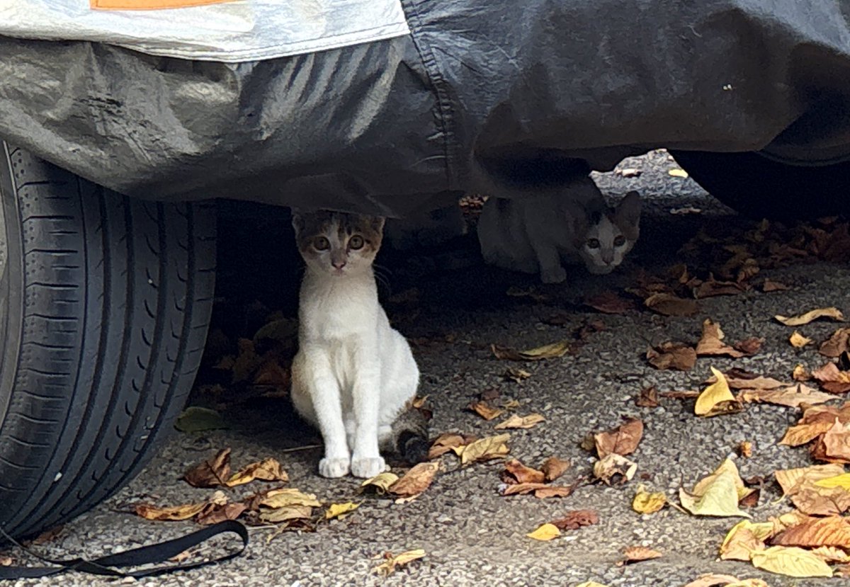 パンダ様＠隠居出来ない垢 on X: 