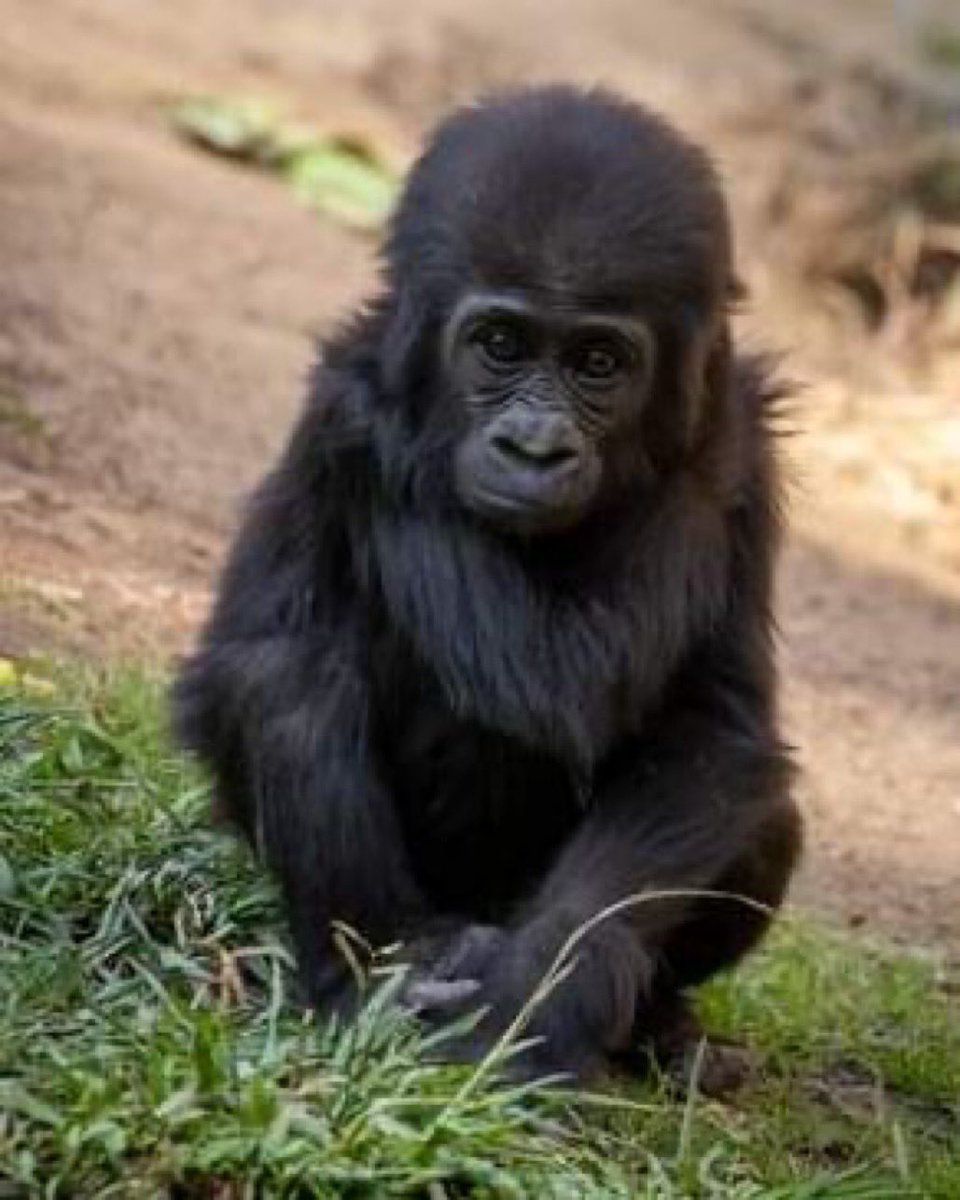 Tiny Gorilla (@gorilla_tiny) on Twitter photo 