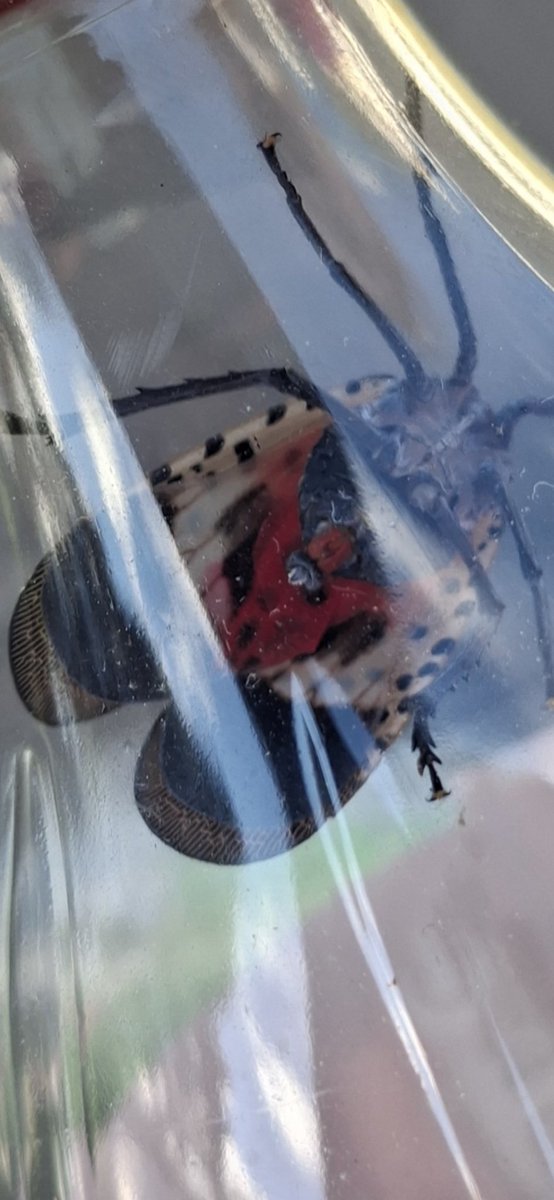 Worcester residents: Please report spotted lantern flys here: massnrc.org/pests/slfrepor… Two were in my backyard today.