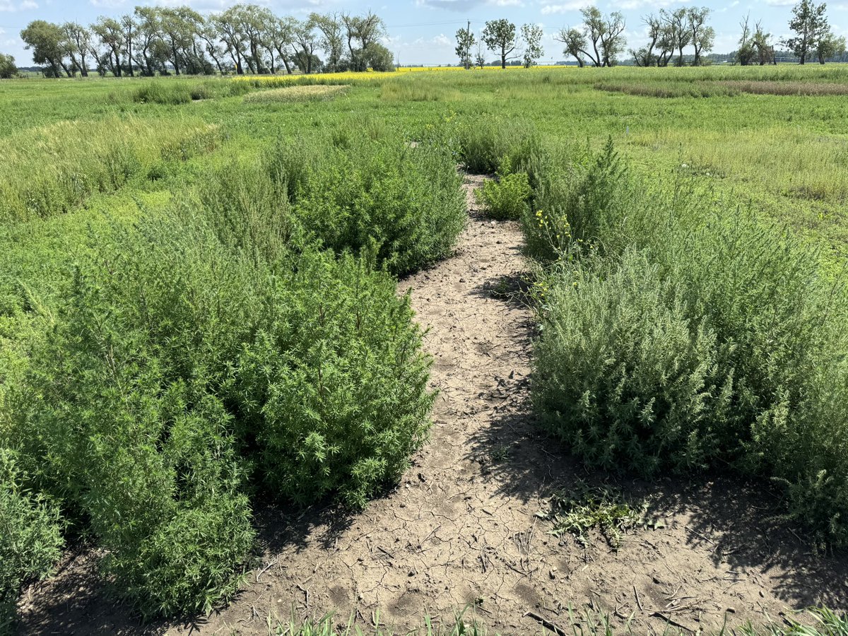 Update: Genetic testing identifies Group 14-resistant kochia at 13 more sites (so far) across the Canadian Prairies and in all three Prairie Provinces. Stay tuned for complete updates this fall/winter…