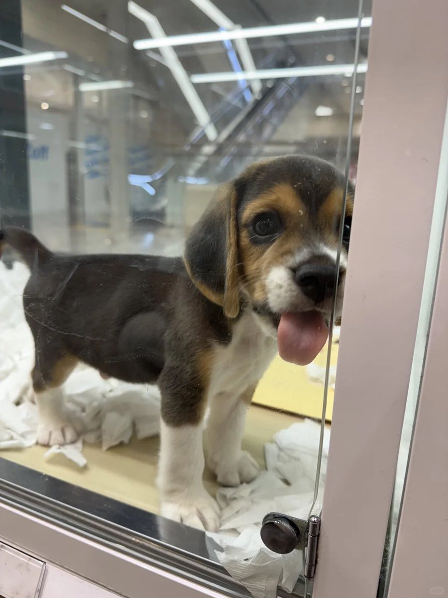 sensenplast's tweet photo. I went to the pet store today and saw such a lovely dog☺️☺️ https://t.co/7ANL9N3dWb