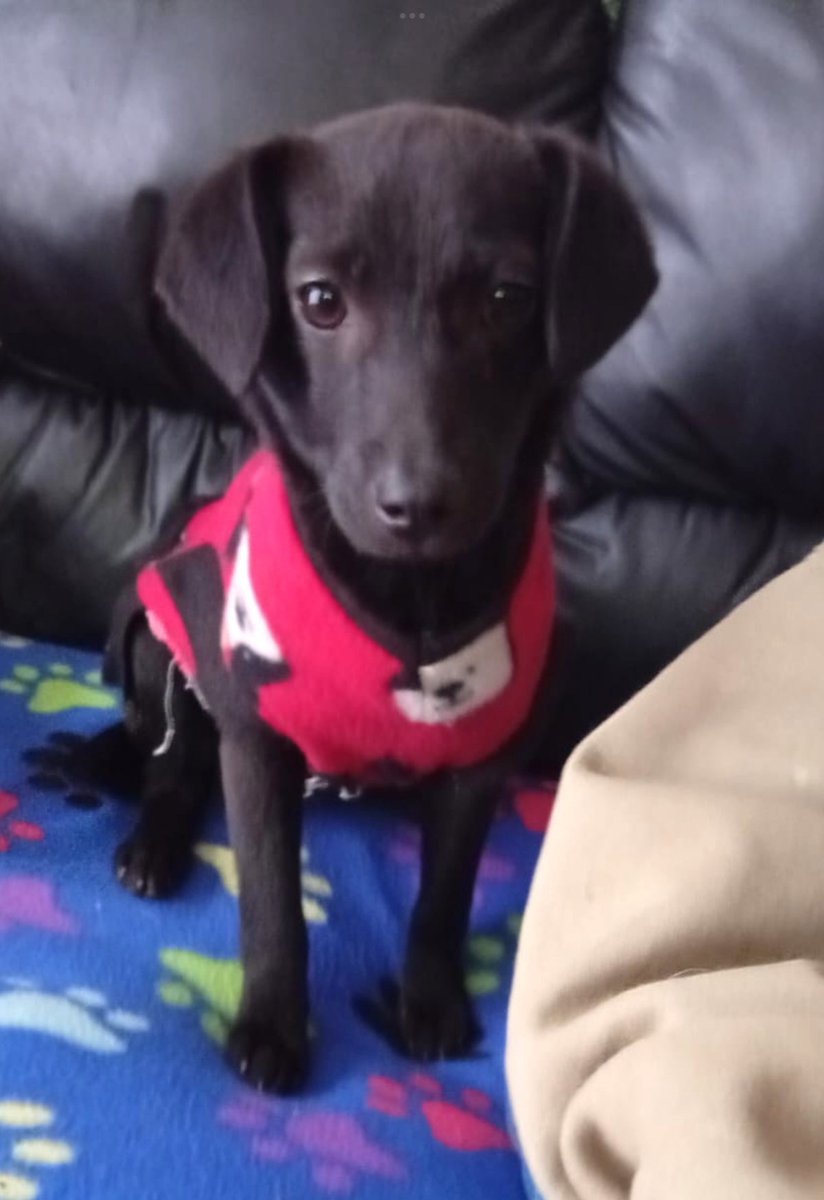 Hermosa cachorrita, de  aproximados 5 meses y medio, en adopción responsable. Se encuentra desparasitada y vacunada. No crecerá mucho más. Es muy dulce y cariñosa. Se lleva muy bien con niños y otros animalitos. Si deseas adoptarla, comunícate al +56976355569. Favor RT!
#Coquimbo