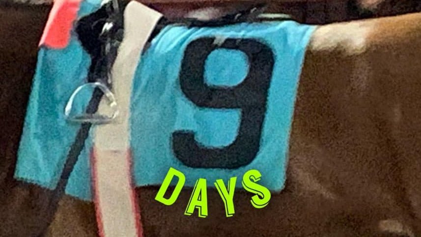 Lone Star Park (@lonestarpark) on Twitter photo Only NINE more days until live racing returns to Lone Star Park!  The Quarter Horses are back Sept. 5. Only NINE more days until live racing returns to Lone Star Park!  The Quarter Horses are back Sept. 5.