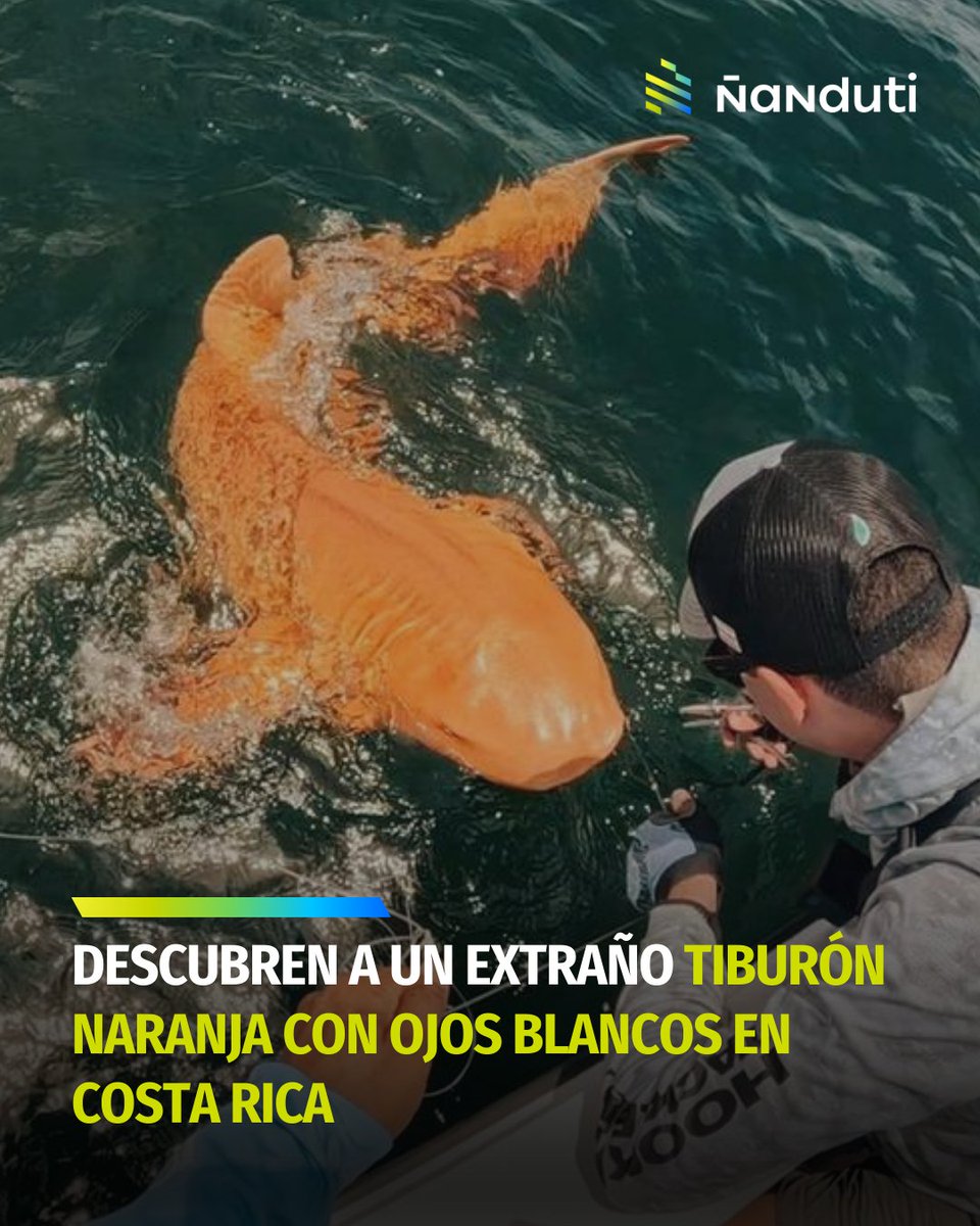 #Mundo | Descubren a un extraño tiburón naranja con ojos blancos en Costa Rica 🦈

▪️En las aguas del Parque Nacional Tortuguero, ubicado en Costa Rica, pescadores y científicos quedaron sorprendidos al encontrar un tiburón nodriza con xantismo, una mutación genética que altera