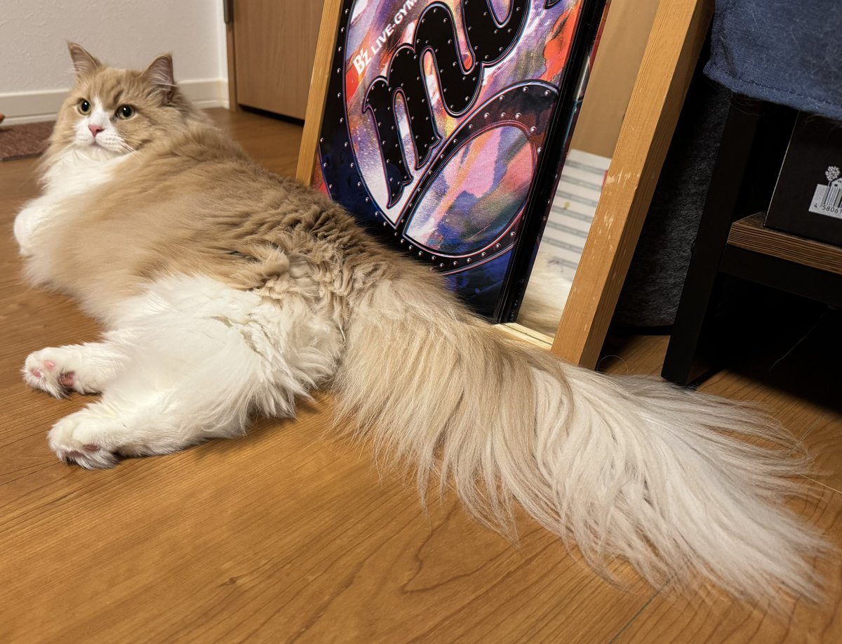 ロカくん、おはよー！
同居生活544日。

立派な尻尾をお持ちのようで👀

#サイベリアン
#猫のいる暮らし
#ねこ好きさんと繋がりたい