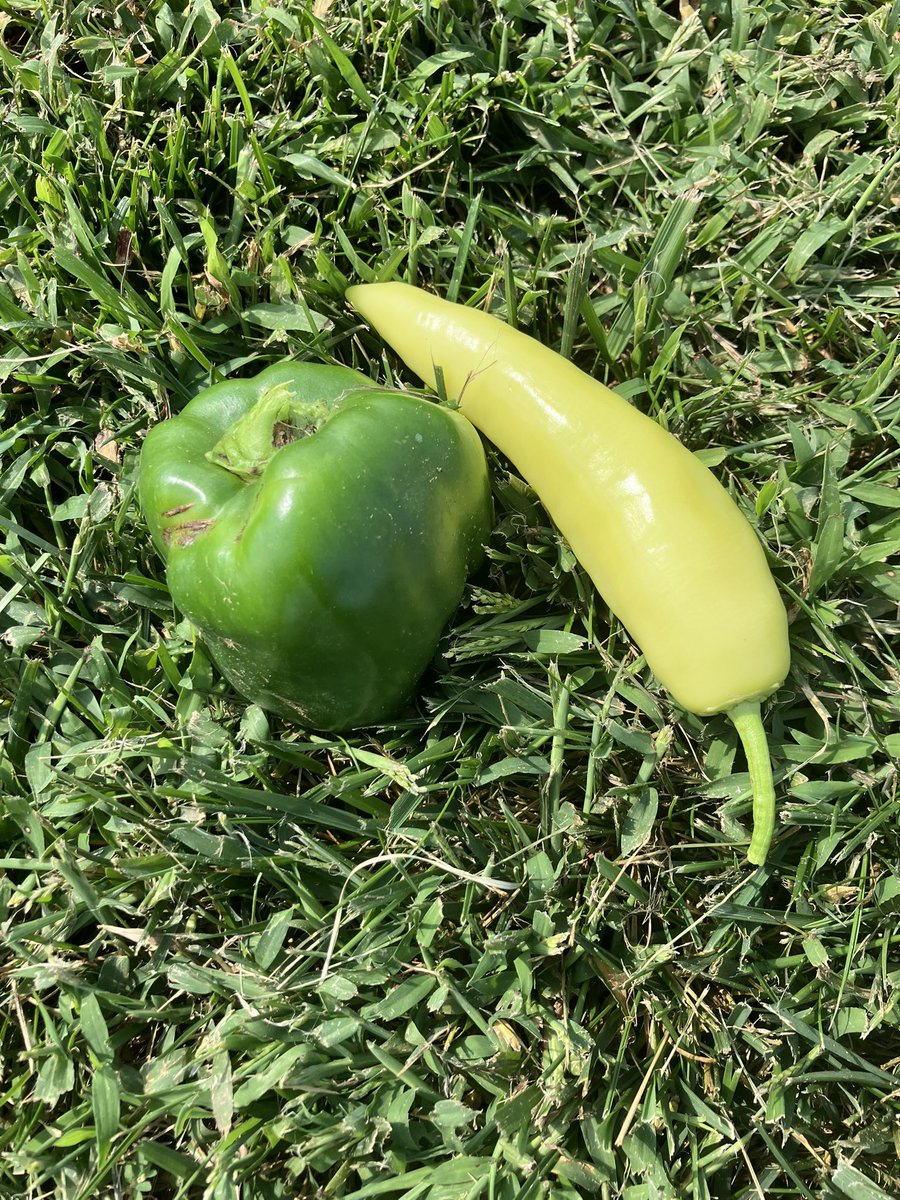 The <a href="/KeyCooperative/">Key Cooperative</a> , WinField and <a href="/rolandstorycsd/">Roland-Story CSD</a> 1st grade garden is still “fighting” food insecurity.  Garden has added watermelons and Pie (sweet) pumpkins to our donations.  The garden has now contributed nearly 3,500 lbs of produce to area food pantries thus far.